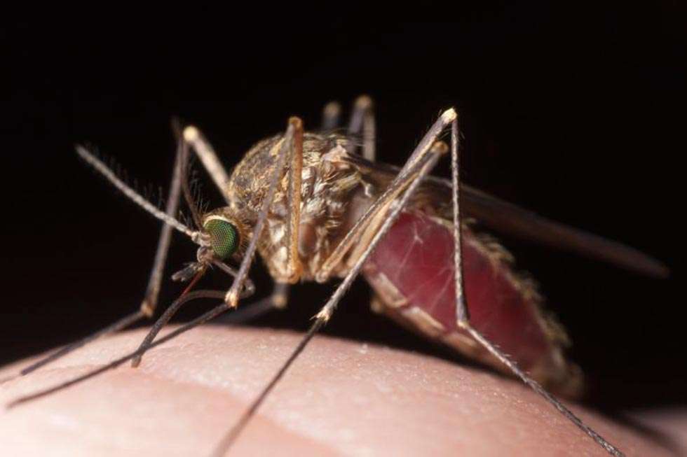 Diez consejos para escapar de los mosquitos este verano