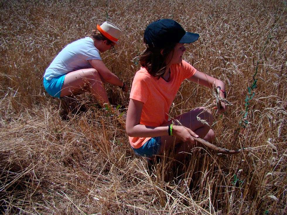 Estudiantes cosechan como se hacía en el Neolítico en la Península