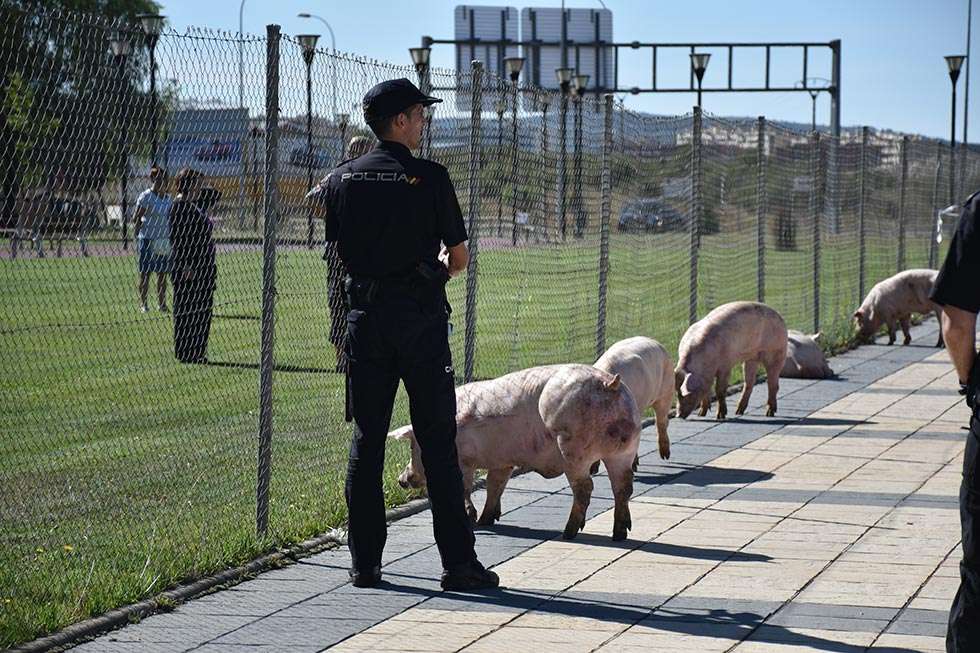 Un camión cargado de ganado porcino vuelca en la rotonda del Caballo Blanco