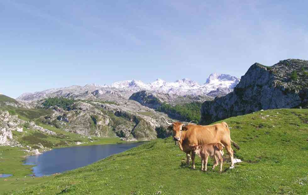 El Parque Nacional Picos de Europa prepara la celebración de su centenario El Parque Nacional Picos de Europa prepara la celebración de su centenario