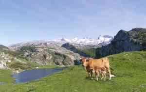 El Parque Nacional Picos de Europa prepara la celebración de su centenario