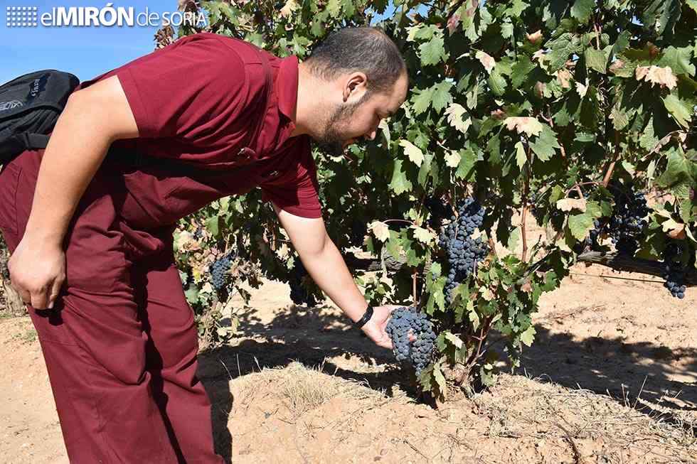 El enoturismo impulsa futuro de denominación de origen Ribera del Duero  