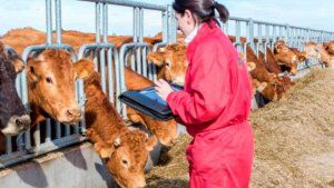Servicio de asesoramiento para explotaciones agrarias, forestales y pymes del medio rural Servicio de asesoramiento para explotaciones agrarias, forestales y pymes del medio rural