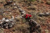 Exhumación de los cuerpos de siete personas represalidas en Cobertelada y Calatañazor