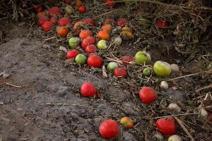 ASAJA Soria aplaude la automatización de las ayudas a la suscripción de seguros agrarios