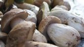 Primeros boletus decomisados de la temporada, en El Valle