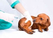 Los veterinarios advierten de la obligatoriedad de vacunar contra la rabia a las mascotas una vez al año