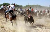 Los tribunales dan la razón a la Junta en la prohibición del "toro de la Vega"