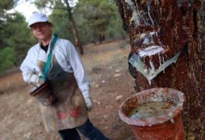 Ayudas para contratar desempleados en montes resinables