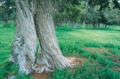 Ruta guiada al sabinar de Calatañazor