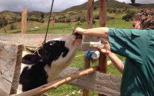 La Junta presenta en Portugal los buenos resultados en sanidad animal