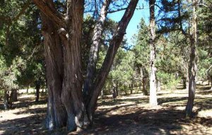 Las sabinas retienen mejor que los árboles el dióxido de carbono