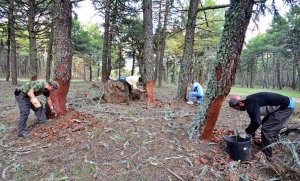 Concedidos 54.000 euros para labores de limpieza en zonas resinables