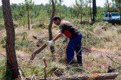 La Junta licita tratamientos silvícolas preventivos en Tierras Altas