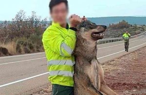 Tragsa lamenta la fotografía de un operario suyo con un lobo muerto