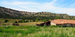 Revisión del monte El Enebral, con 3.000 hectáreas de sabina, en Cabrejas del Pinar