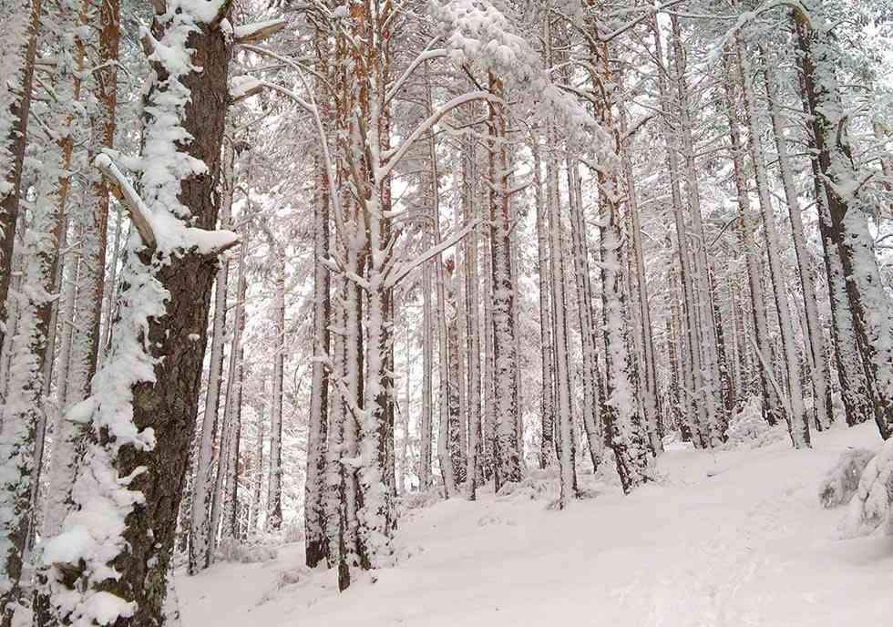 Duruelo de la Sierra ya tiene imagen promocional para 2018 Duruelo de la Sierra ya tiene imagen promocional para 2018