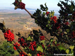 Ruta cultural y medioambiental a Vozmediano y los acebales del Moncayo