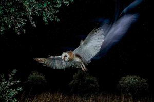 SEO/BirdLife premia a los fotógrafos que retratan mejor el mundo de las aves SEO/BirdLife premia a los fotógrafos que retratan mejor el mundo de las aves