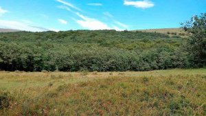 Ruta senderista entre Valdeavellano de Tera y Almarza