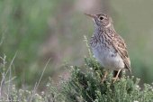 Jornadas de educación ambiental "Ricotí que te ví"