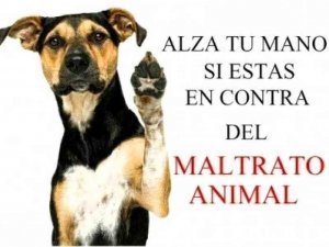 Detenido en Soria por intentar matar a un cachorro de perro