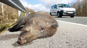 Los animales silvestres provocan más de 3.000 accidentes en N-122 y N-234 en cinco años