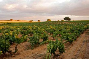 La D.O. Ribera del Duero limita a 950 hectáreas las nuevas plantaciones para 2018