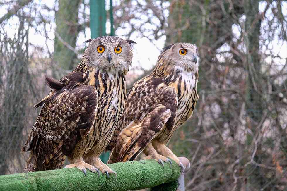 Los centros de atención de fauna silvestre atienden a 2.500 animales Los centros de atención de fauna silvestre atienden a 2.500 animales
