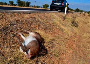 C´s pide un plan para frenar los accidentes de tráfico con animales