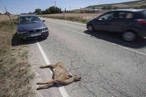 DASVIC: una alternativa para reducir los accidentes por animales silvestres