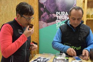 La XVI Feria de la Trufa de Soria, en Abejar, abre fronteras