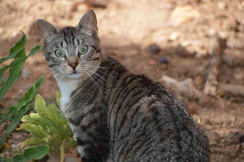 Una charla abre la campaña para controlar las colonias de gatos Una charla abre la campaña para controlar las colonias de gatos