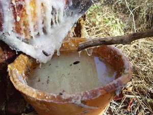 Cesefor lidera proyecto europeo para incentivar el uso de la resina natural