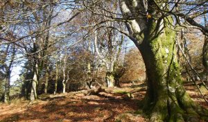 Las Casas del Parque programa actividades en el Día del Árbol