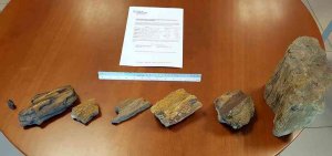 Fragmentos de árboles fósiles en el Cañón del Río Lobos