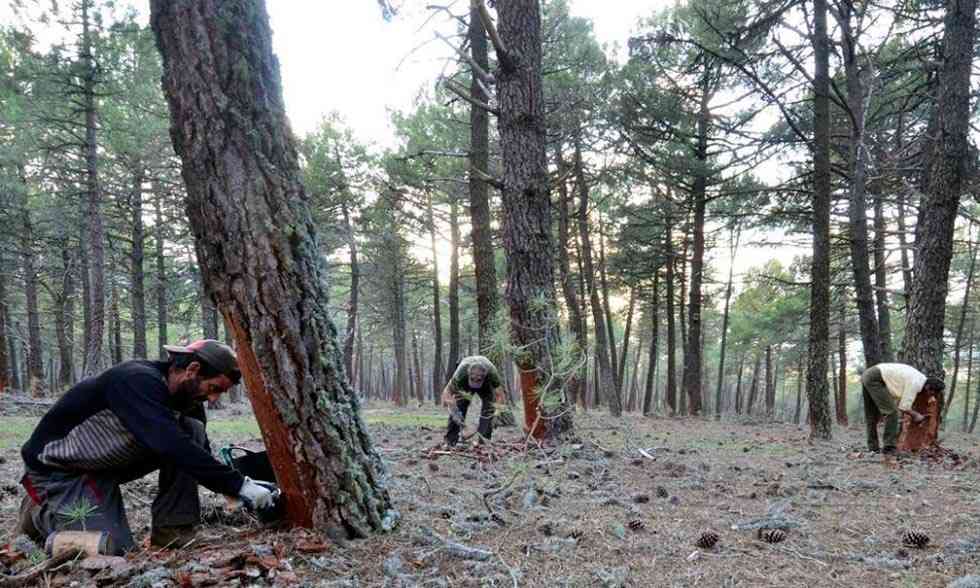 La Diputación convoca las ayudas para el fomento del sector resinero