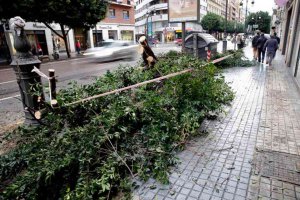 La caída de árboles peligrosos se puede prevenir, según la Cátedra de Micología 