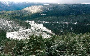 El Pinus Sylvestris, de Santa Inés, en el Catálogo Nacional