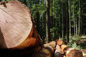 Soria, la provincia con mayor volumen de licitación de madera Soria, la provincia con mayor volumen de licitación de madera
