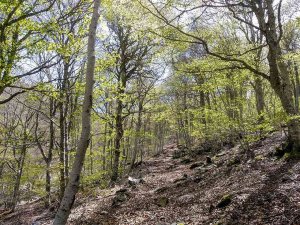 Ágreda habilita una nueva senda para subir al Moncayo