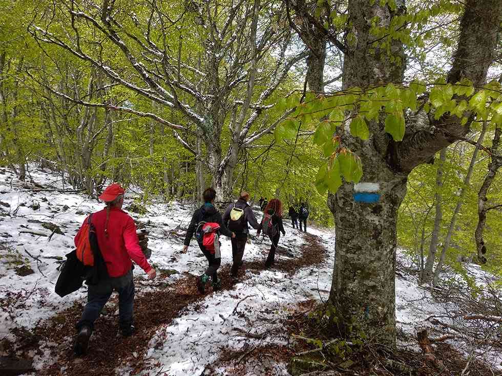 El Moncayo de Ágreda ya cuenta con dos hayedos El Moncayo de Ágreda ya cuenta con dos hayedos