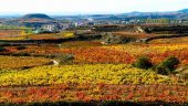 Cambio en el reglamento de la Denominación de Origen "Ribera del Duero"