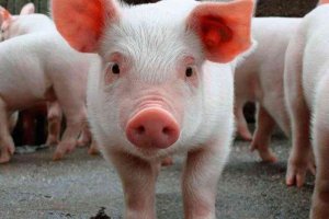 USO plantea un debate sobre granja porcina de Cidones y modelo de desarrollo