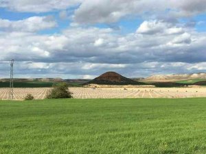 La producción de almendras se abre paso en Almaluez