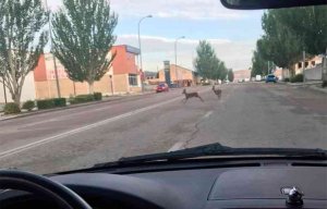 Dos corzos, en plena avenida de Valladolid