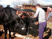 El reto de la Diputación: cerrar la legislatura con 500 vacas serranas negras