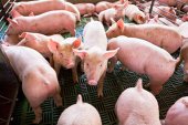 Autorizada la granja porcina, de 4.368 plazas, en Monteagudo de las Vicarías