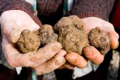 Encuentro internacional en Soria de la cadena de valor de setas y trufas