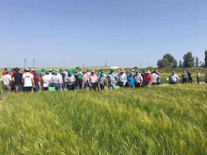 400 agricultores visitan los campos de ensayo de ASAJA Soria